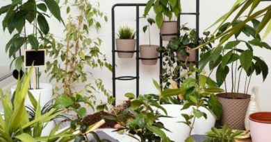 Elevating Your Living Space: Mastering the Craft of Indoor Gardening