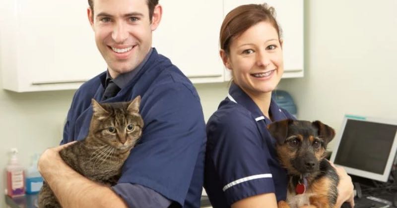 The Imperative Nature of Pet Insurance for Guardians